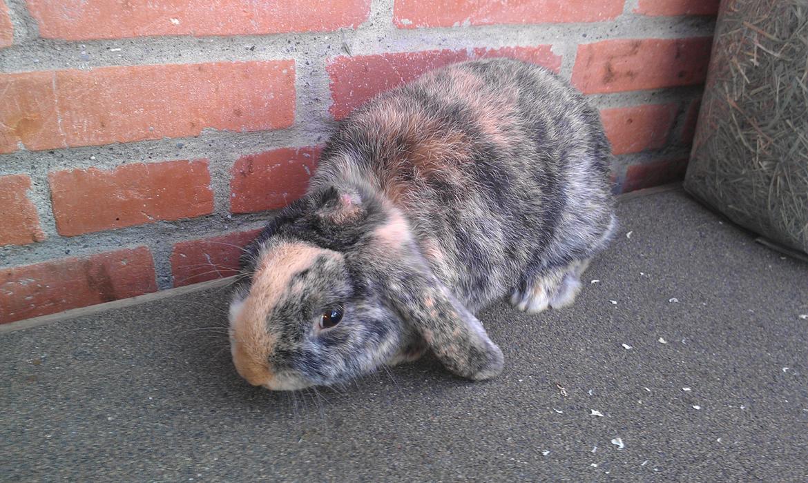 Kanin speedy billede 1