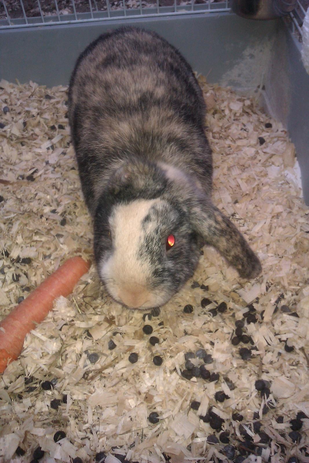 Kanin speedy billede 2