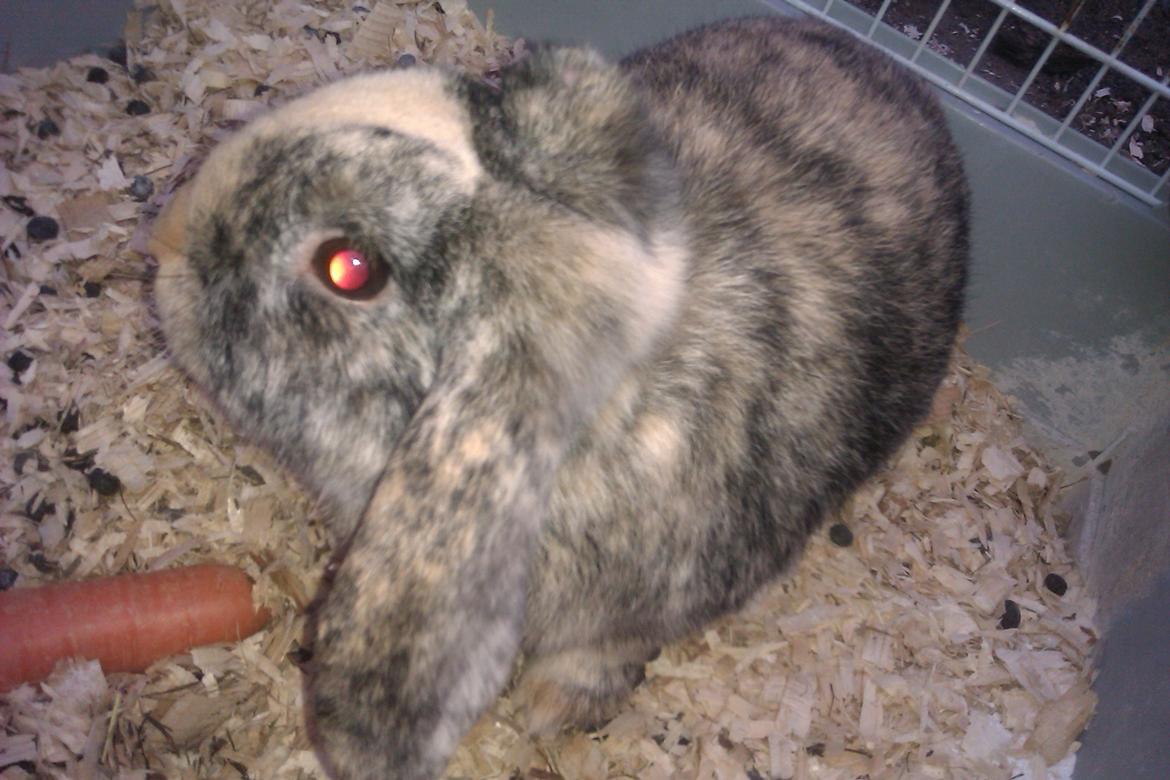 Kanin speedy billede 3