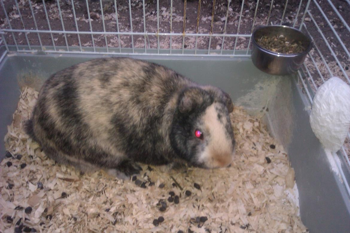 Kanin speedy billede 4