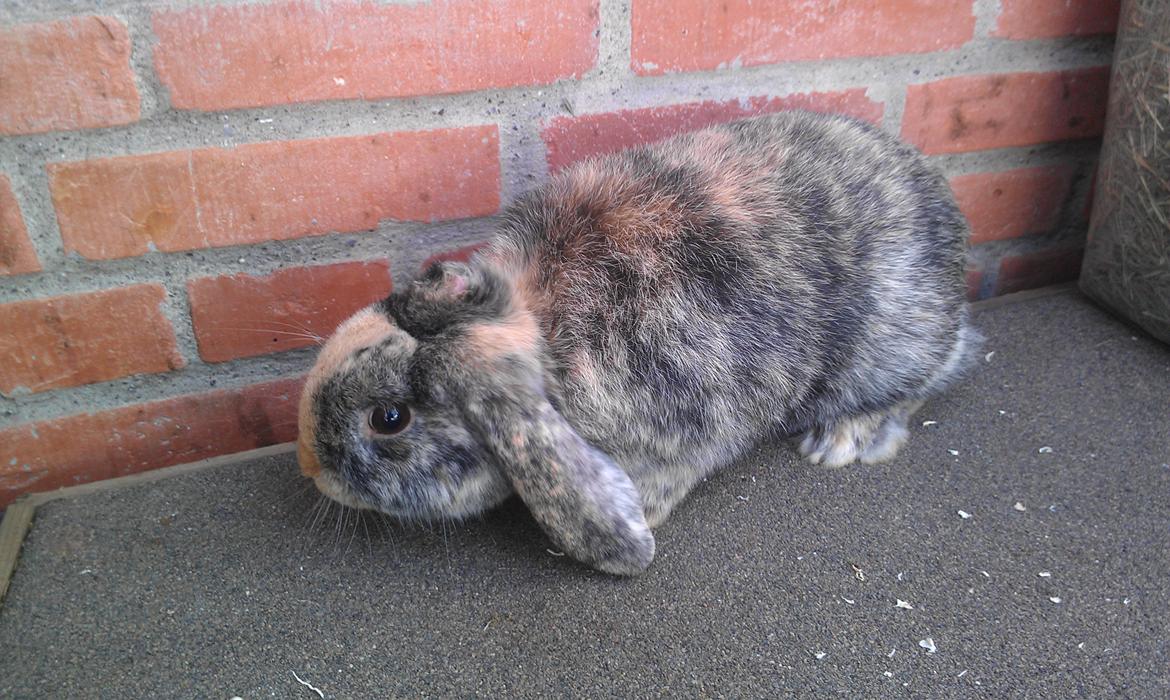 Kanin speedy billede 6