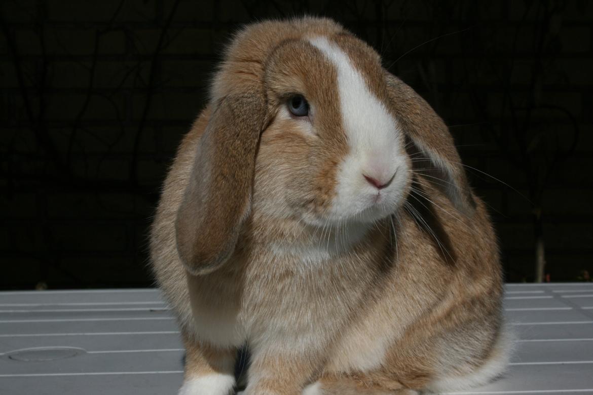 Kanin Winds Just Like Beauty billede 18