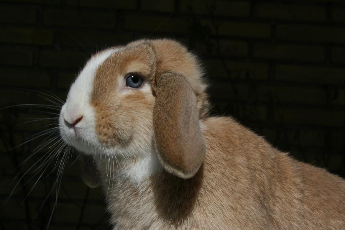 Kanin Winds Just Like Beauty billede 2