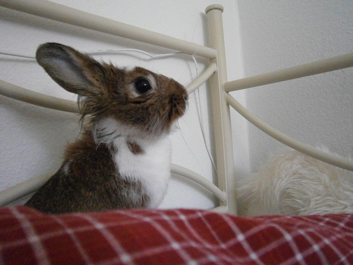 Kanin Unica billede 12