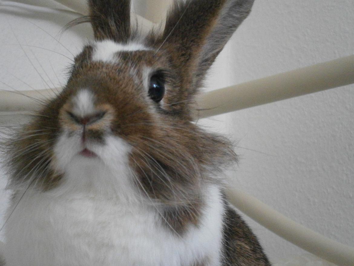 Kanin Unica billede 11