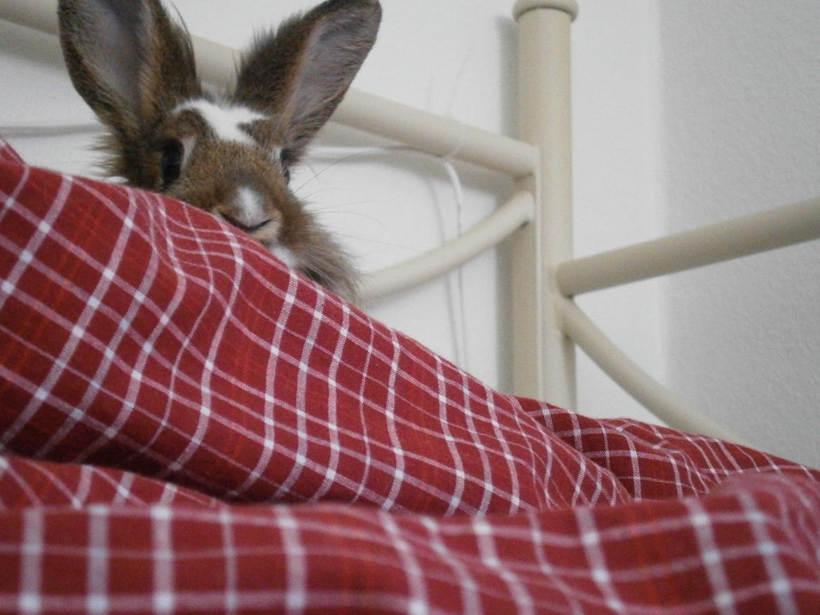 Kanin Unica - ^.^' billede 10