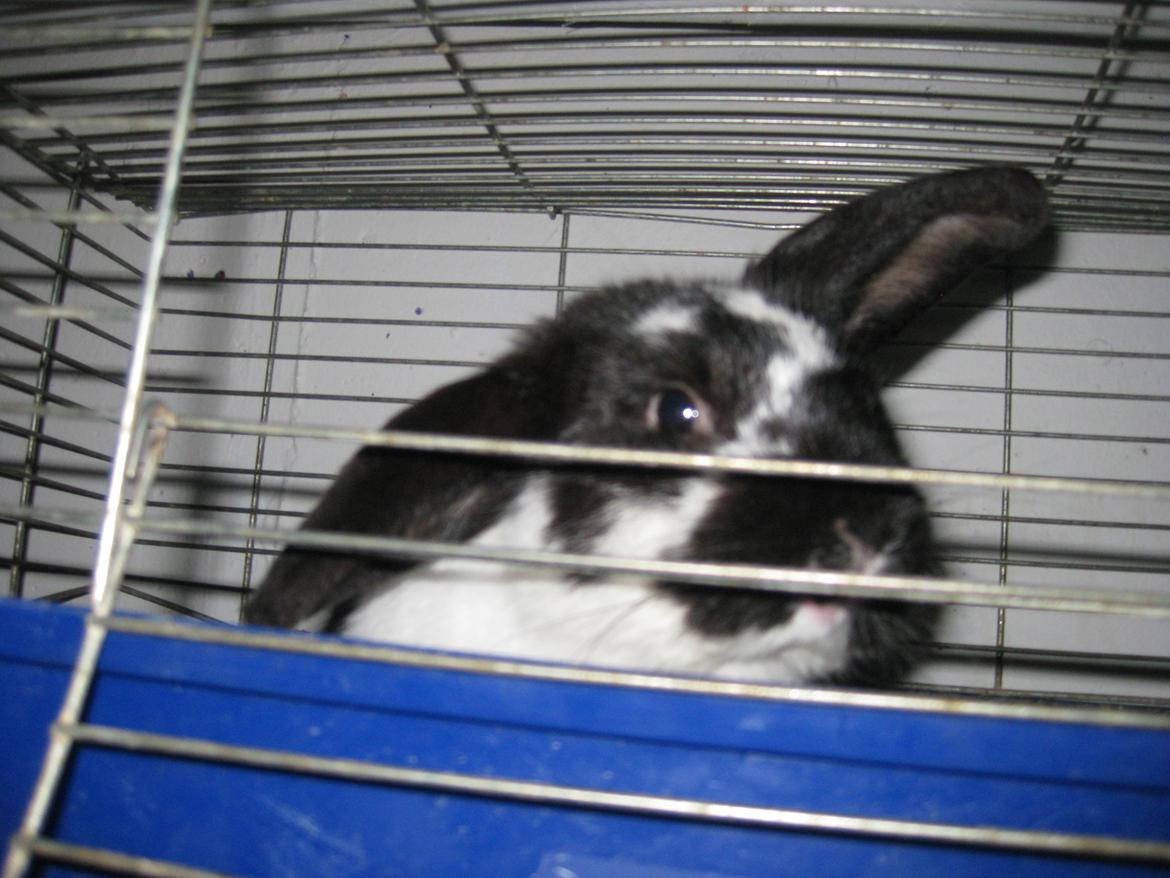 Kanin Stjernen´s Baby!<3 - du ubeskrivelig dejlig Baby!<3:-* billede 8