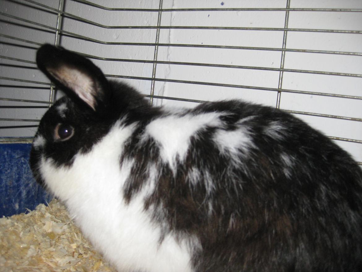 Kanin Stjernen´s Baby!<3 - i love you Baby!<3:-* billede 4