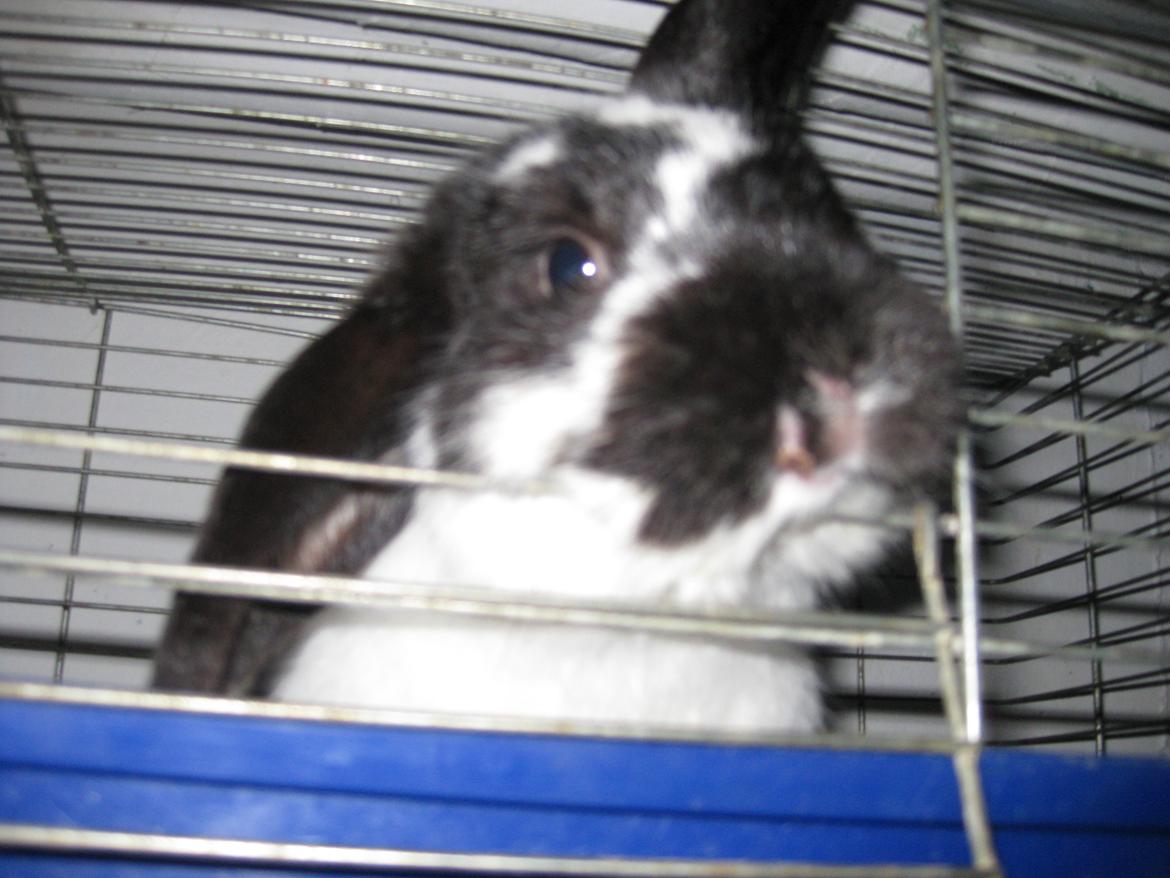 Kanin Stjernen´s Baby!<3 - love yaa!<3:-* billede 16