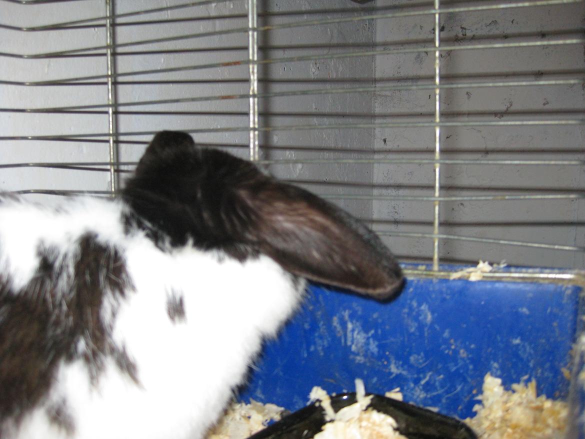 Kanin Stjernen´s Baby!<3 - jeg ELSKKKER det billed!<3:-* billede 7