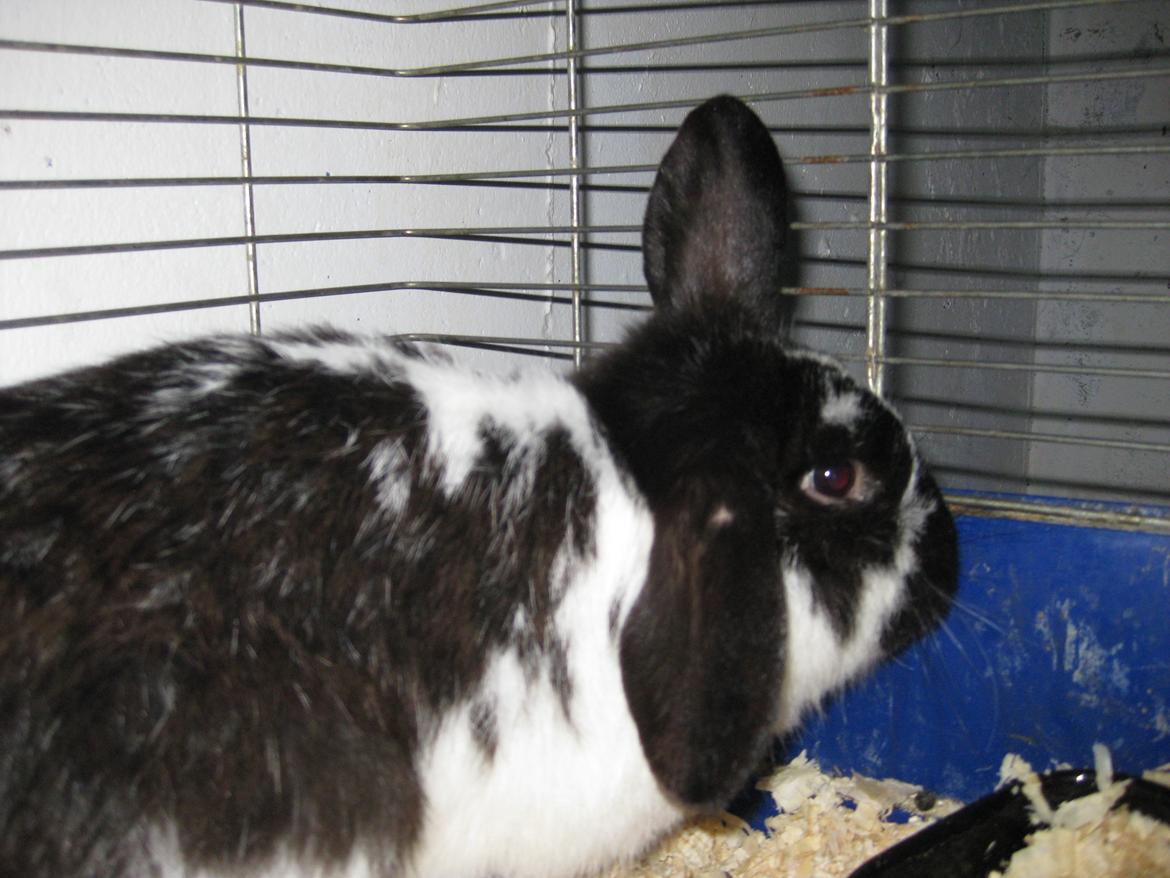 Kanin Stjernen´s Baby!<3 - Baby du er fantastisk dreng!<3:-* billede 6