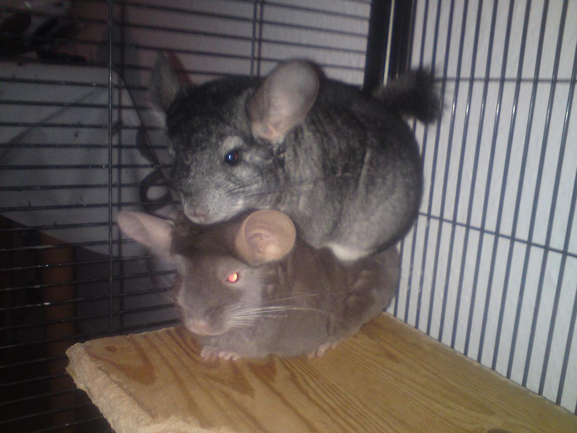 Chinchilla Cirkeline - Cirkeline elsker at ligge oven på sin sambo Nougat :D
Stakkels Nougat! billede 7