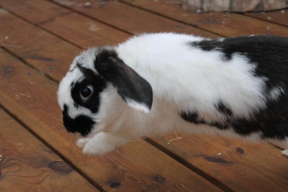 Kanin Alice billede 23