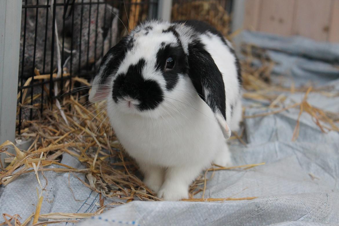 Kanin Alice billede 22