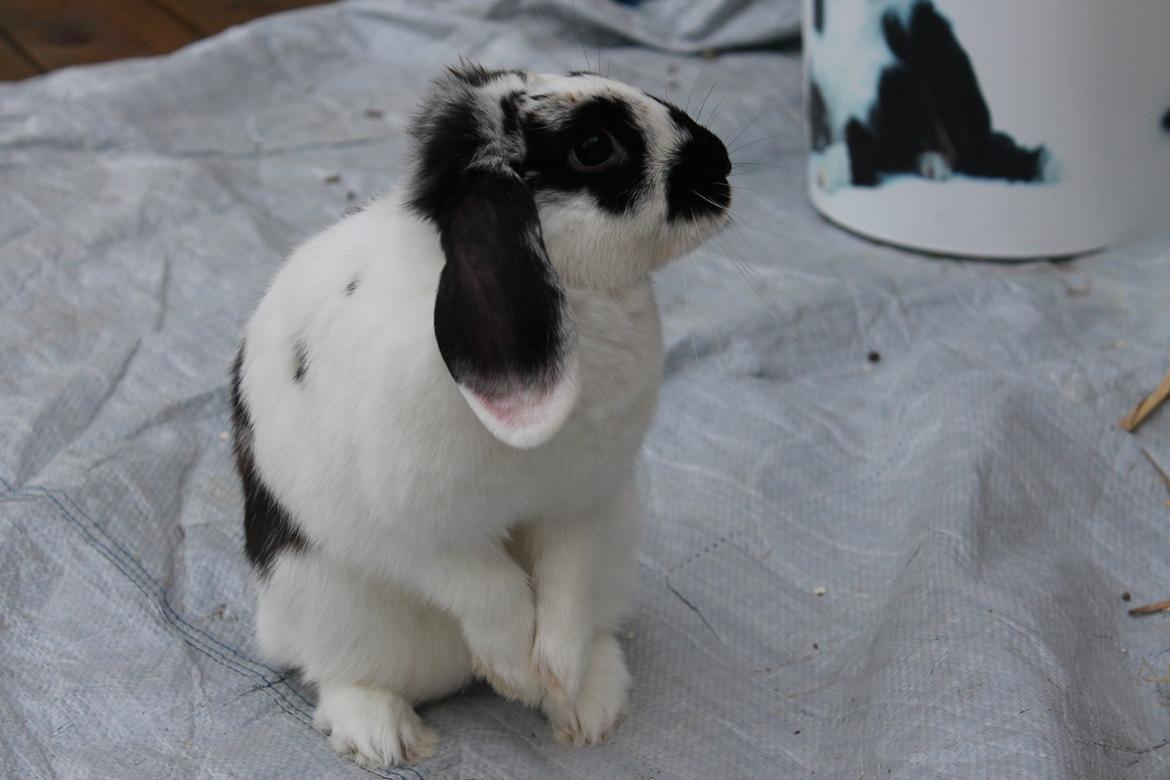 Kanin Alice billede 24