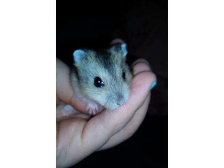 Hamster Mini - 1) Mini :)
Foto: Min søster billede 1
