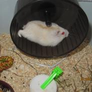 Dværghamster Rufus Bino
