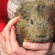 Marsvin Scremer (Gert) 