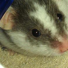 Hamster Kokos