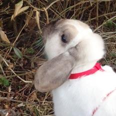 Kanin Hera (Dværg Vædder)