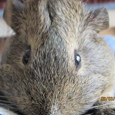 Marsvin team hop,s totti