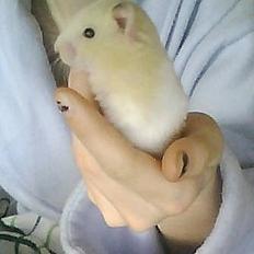 Hamster Cocio Koxie