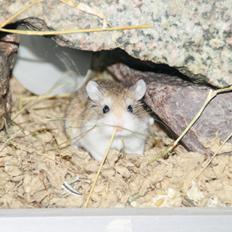 Dværghamster Speedy