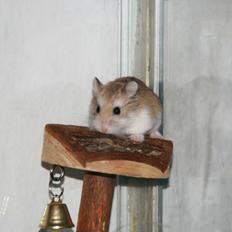 Dværghamster Speedy