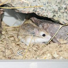 Dværghamster Speedy