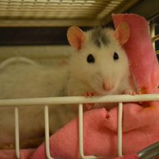 Tamrotte Tykke Bertha