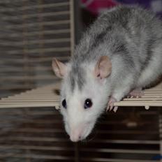 Tamrotte Tykke Bertha