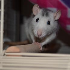 Tamrotte Tykke Bertha