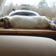 Kanin Hera (Dværg Vædder)