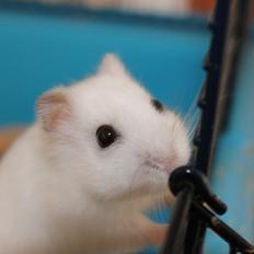 Dværghamster Mumle R.I.P <3