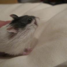 Dværghamster Rico