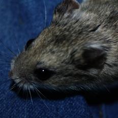 Dværghamster Pusling