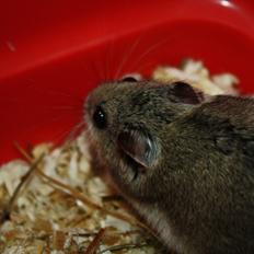 Dværghamster Pusling