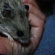 Dværghamster Pusling