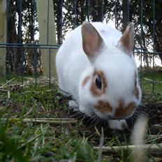 Kanin Ahrenkiel's Uniqo |Hermelin| *R.I.P.*