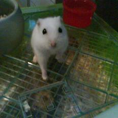 Hamster Snehvide