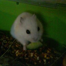 Hamster Snehvide