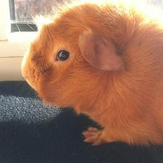 Marsvin Hugo Von Curia