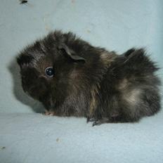 Marsvin Antonio Von Curia