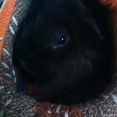 Marsvin Antonio Von Curia