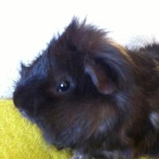 Marsvin Antonio Von Curia