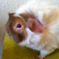 Marsvin Clinton Von Curia