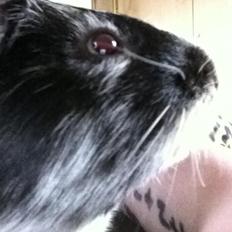 Marsvin Zapp Von Curia