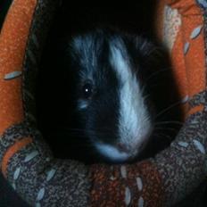 Marsvin Zapp Von Curia