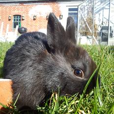 Kanin Ahrenkiels Stampe Jr. |Blanding| *R.I.P.*