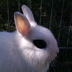 Kanin Bellis [Hermelin - Hotot]